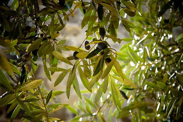 Oliventræets betydning for klimaet og miljøet