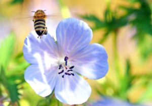 Read more about the article Vigtigheden af at plante storkenæb-blomster i din have