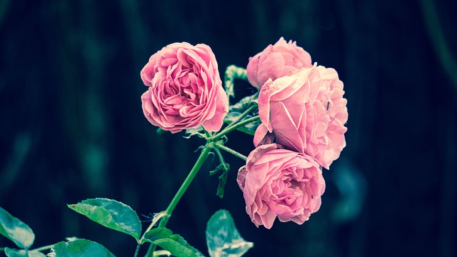 Særlige rosenarter til din rosenbænk: En guide til de bedste valg.