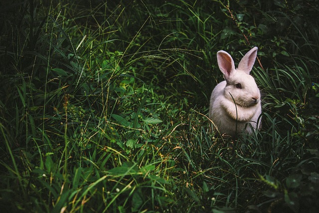 Kaninens sundhed og velvære: Hvordan du kan holde dine kaniner sunde og glade i haven