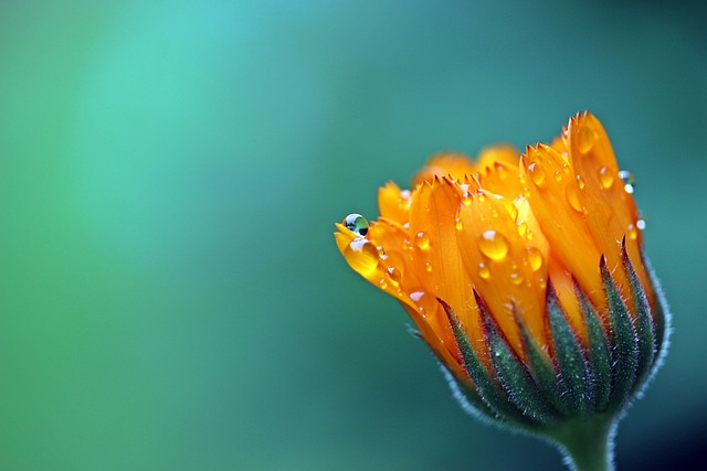 Stokrosens hemmeligheder: Hvad du ikke vidste om denne smukke plante