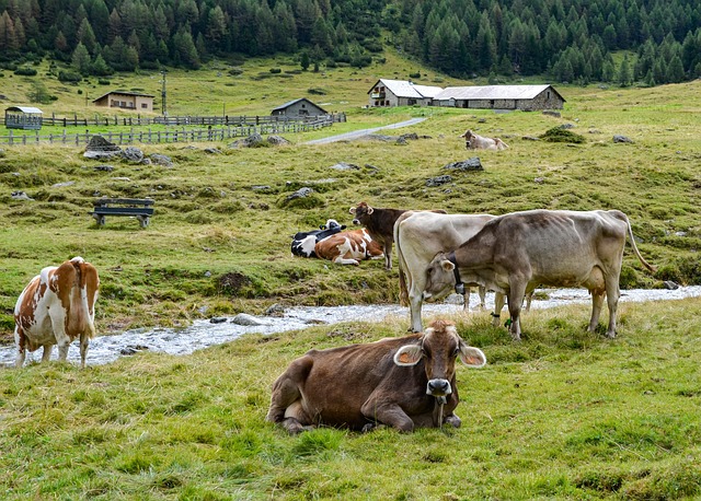 Sådan får du den perfekte græsplæne: 5 tips til pasning