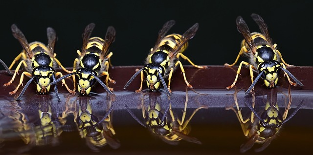 Naturlig hvepsebekæmpelse: Miljøvenlige løsninger der virker
