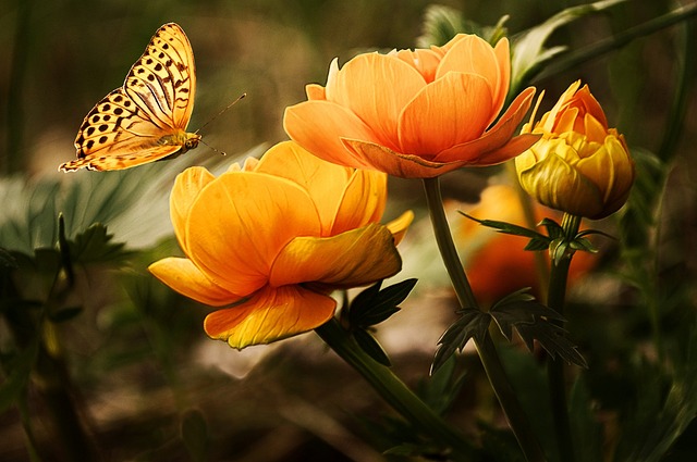 Riddersporens smukke blomster og symbolik: Hvad betyder den for dig?