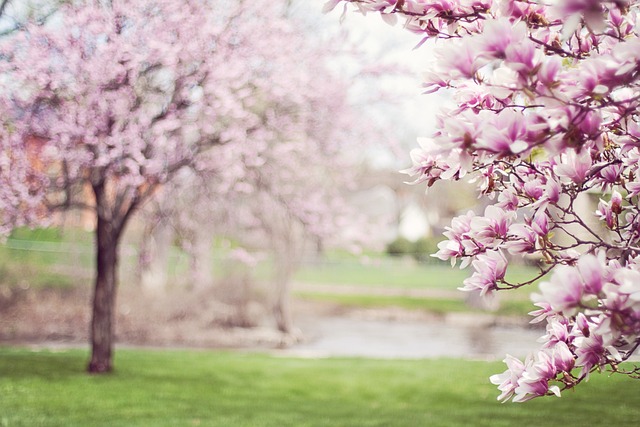 Forårsblomster og deres betydning: Hvad symboliserer de populære blomsterarter?